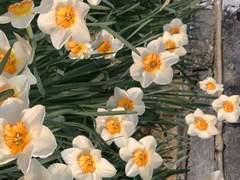 동쪽탑/엘레노아 튜더/20세