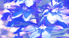 꽃을 사랑하는 관찰자, 기록을 시작합니다..-