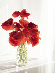 파랑새는 낙원의 꿈을 꾸는가