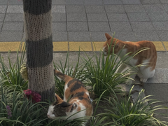 내가 당신을 사랑하니까요