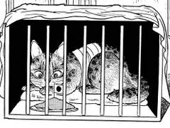 <수술의 순서>는 왜 블랙잭의 마지막 편이 되었을까?