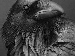 수다쟁이 까마귀