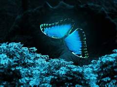 푸른 나비야 날아가