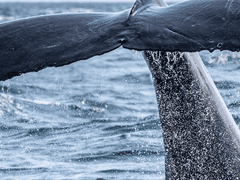 전하지 못한 말