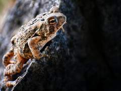 콩쥐 팥쥐(Kongji and Patji)