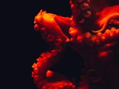 피터팬(Peter Pan)