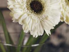 엄지공주(Thumbelina)