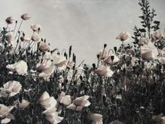 [해은] 겨울햇살