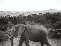 learned helplessness 1