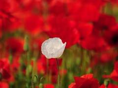 하얀 양귀비를 기억하고 있나요?