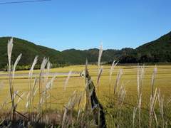 가을이 잘 익을 것 같다