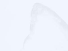 제 잘린 날개를 보셨나요?