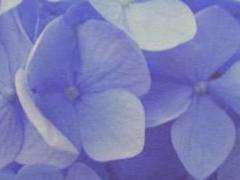 시아오 가의 가주, 팡이라 하오.