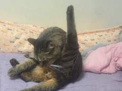 나타 타로연다! 나로커미션