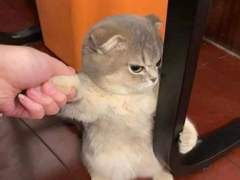 댕댕이의 뽀뽀를 거부하면 생기는 일들