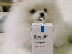 채리의 곤약밥 레시피