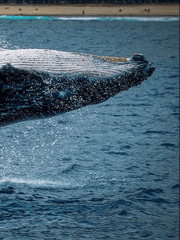 커미션 타입 예시