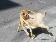 [MPS] This is a story about love