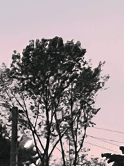 요괴워치 드림물