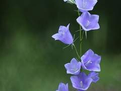 뿌리가 썩어버린 꽃의 종말은?