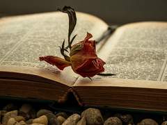 극 위의 부와자