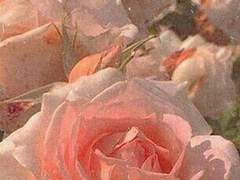 ♥ はなさき らん ♡ 19 ♥