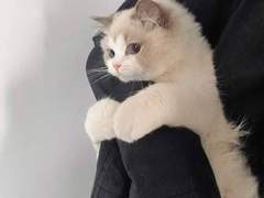 [MPS] This is a story about love