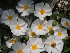 4화_Cistus