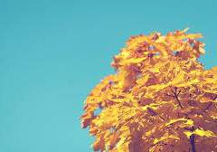 코토게 카부토가 우편右便에 앉아있다