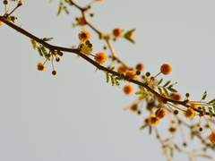 [오닉스+마샤] 귀가