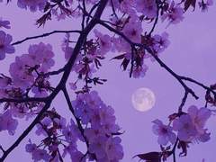 숨막히는 벚꽃 내음에 질식하며