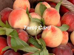코하른 cp 별 타로 점괘
