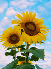 [테미아젬 HL] 연성