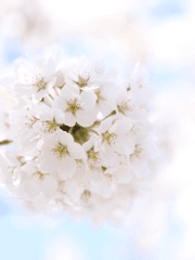 곽춘이네 세계관