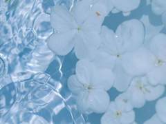 Colleen Veronica ✦