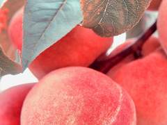 과수원 집 아들 정국 × 서리하다 들킨 지민 4(完)