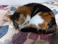 언니가 원망스런 밤!(우리집 고양이 이야기)