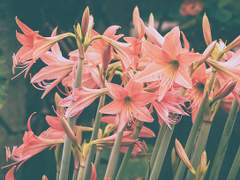 사라지는 물거품을 바라보며 왕자는 눈물을 흘렸습니다.