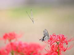 [매뉴패치] 불, 꽃이 피어나면 完