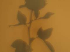 [후루시호] Please, Hate Me, Love Me