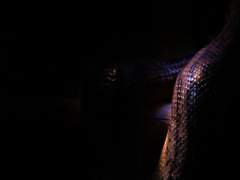 저녁의 해변은 남은 사람의 것*