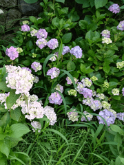 '데뷔 못하면 죽는 병 걸림' 2차 창작 장편