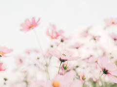 百花滿發 (백화만발)