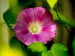 나팔꽃으로 시간여행하는 방법