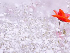 친애하는 키요미에게