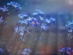 Nael Ryleigh / Human