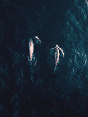 찬란한 슬픔의 봄