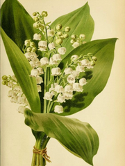 Lilly of the Vally