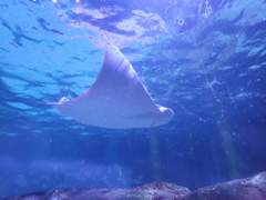 𝐎𝐧𝐞 𝐏𝐢𝐞𝐜𝐞 드림주 프로필