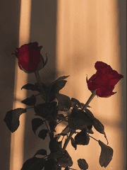 붉은 꽃 같은 너.